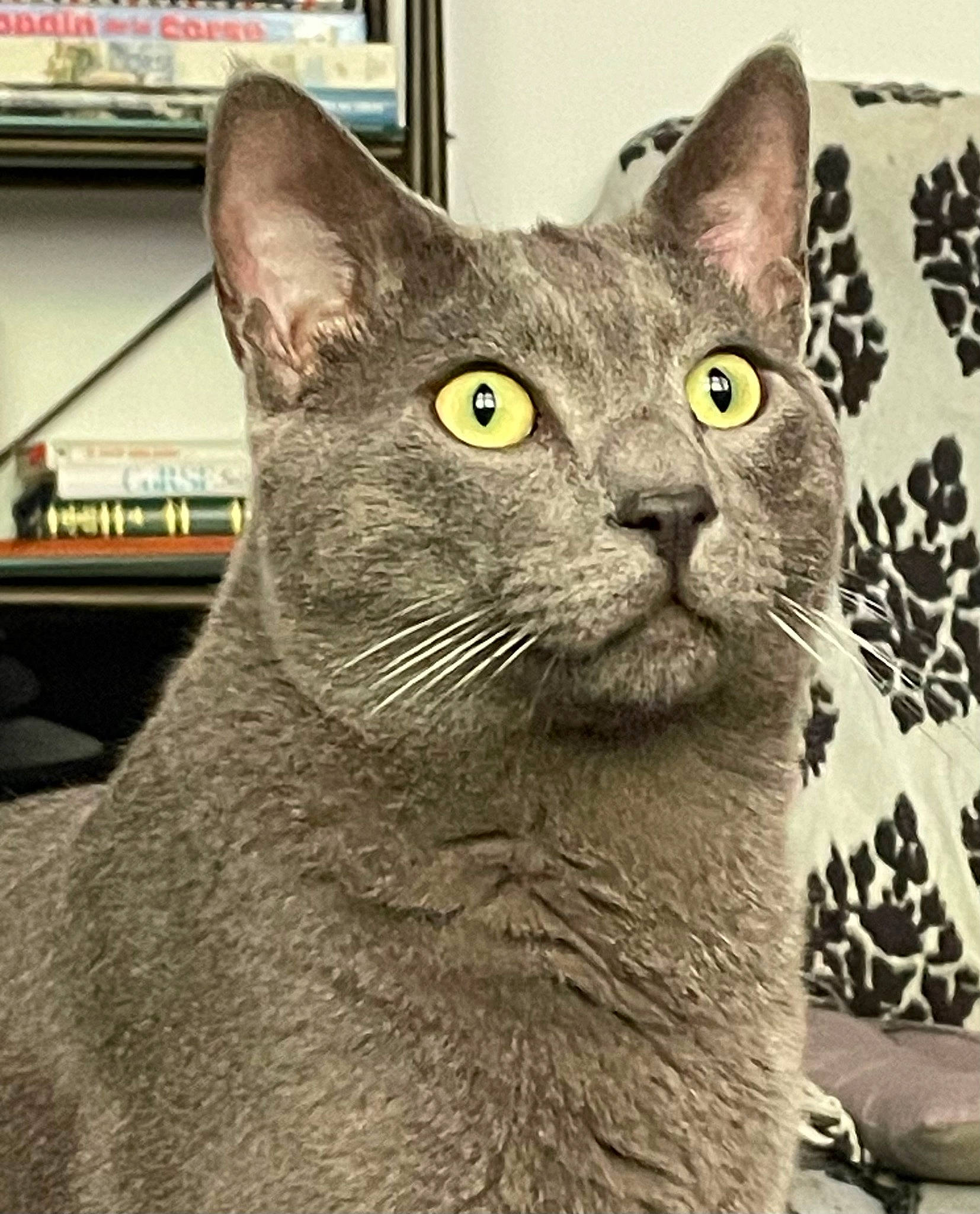 Julio a rejoint le concours — aidez-le/la à gagner de superbes lots ! bookcase, carnivore, cat, domestic_short_haired_cat, felidae, fur, grey, russian_blue, shelf, small_to_medium_sized_cats, snout, terrestrial_animal, whiskers