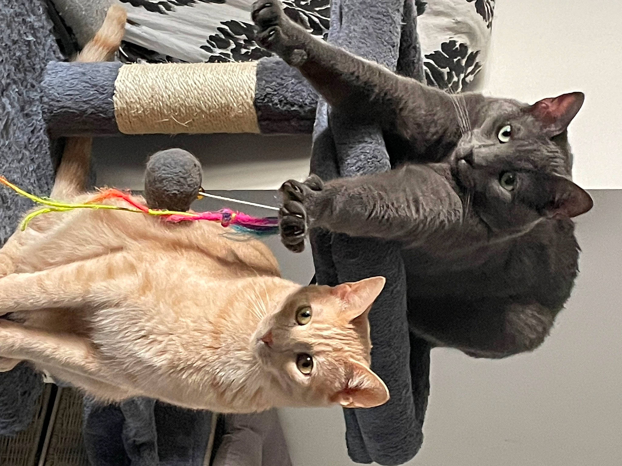 Grisou participe au concours pour gagner de l'argent avec cette photo : art, bombay, carmine, carnivore, cat, cat_supply, claw, domestic_short_haired_cat, felidae, fur, human_leg, pattern, paw, small_to_medium_sized_cats, tail, thread, visual_arts, whiskers