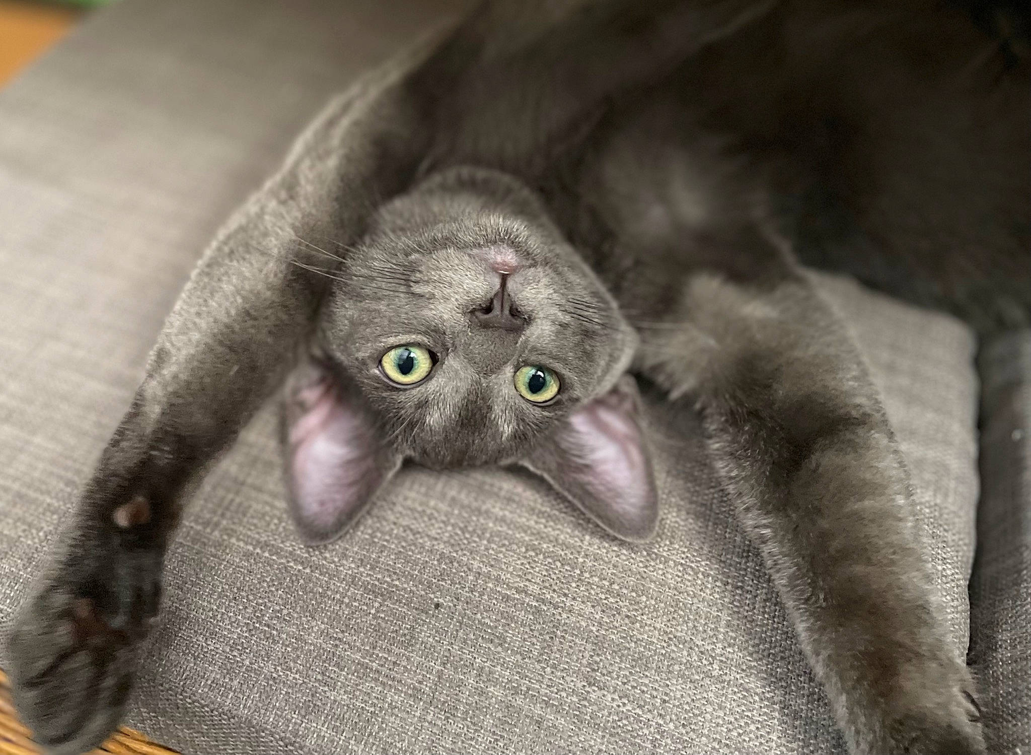 Grisou participe au concours pour gagner de l'argent avec cette photo : carnivore, cat, cat_toy, claw, comfort, domestic_short_haired_cat, felidae, fur, grey, paw, russian_blue, small_to_medium_sized_cats, snout, whiskers
