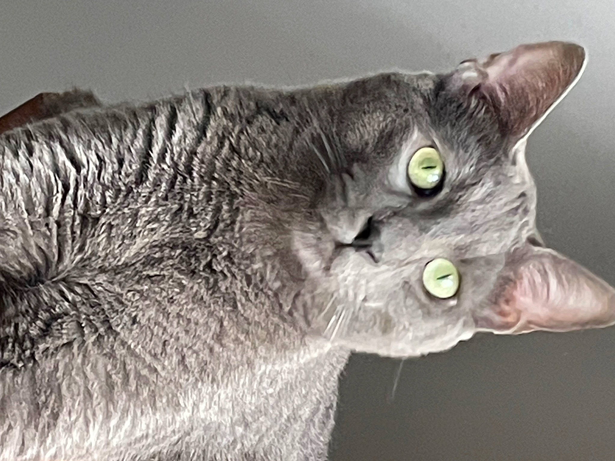 Grisou a rejoint le concours — aidez-le/la à gagner de superbes lots ! carnivore, cat, close_up, domestic_short_haired_cat, ear, eye, felidae, fur, grey, monochrome_photography, russian_blue, small_to_medium_sized_cats, terrestrial_animal, whiskers, wildlife