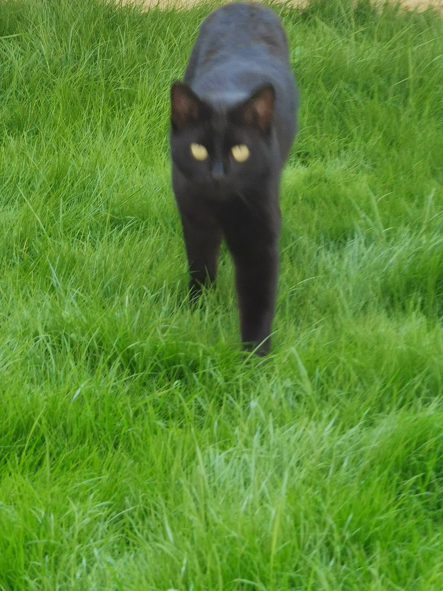 Luna a rejoint le concours — aidez-le/la à gagner de superbes lots ! black_cat, bombay, carnivore, cat, domestic_short_haired_cat, felidae, fur, grass, grassland, groundcover, pasture, plant, prairie, shrub, small_to_medium_sized_cats, snout, tail, terrestrial_animal, whiskers