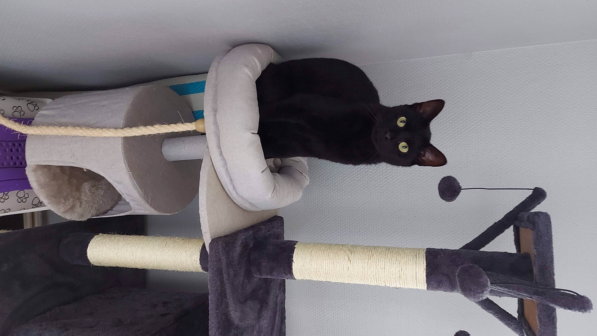 Luna participe au concours pour gagner de l'argent avec cette photo : black_cat, bombay, carnivore, cat, cat_supply, comfort, domestic_short_haired_cat, felidae, fur, glove, handrail, linens, pipe, room, small_to_medium_sized_cats, stairs, tail, whiskers, wood