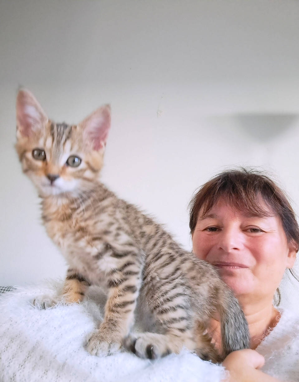 Pikachu a rejoint le concours — aidez-le/la à gagner de superbes lots ! carnivore, cat, claw, comfort, domestic_short_haired_cat, fawn, felidae, fur, gesture, happy, mammal, paw, sitting, small_to_medium_sized_cats, snout, tail, terrestrial_animal, vertebrate, whiskers