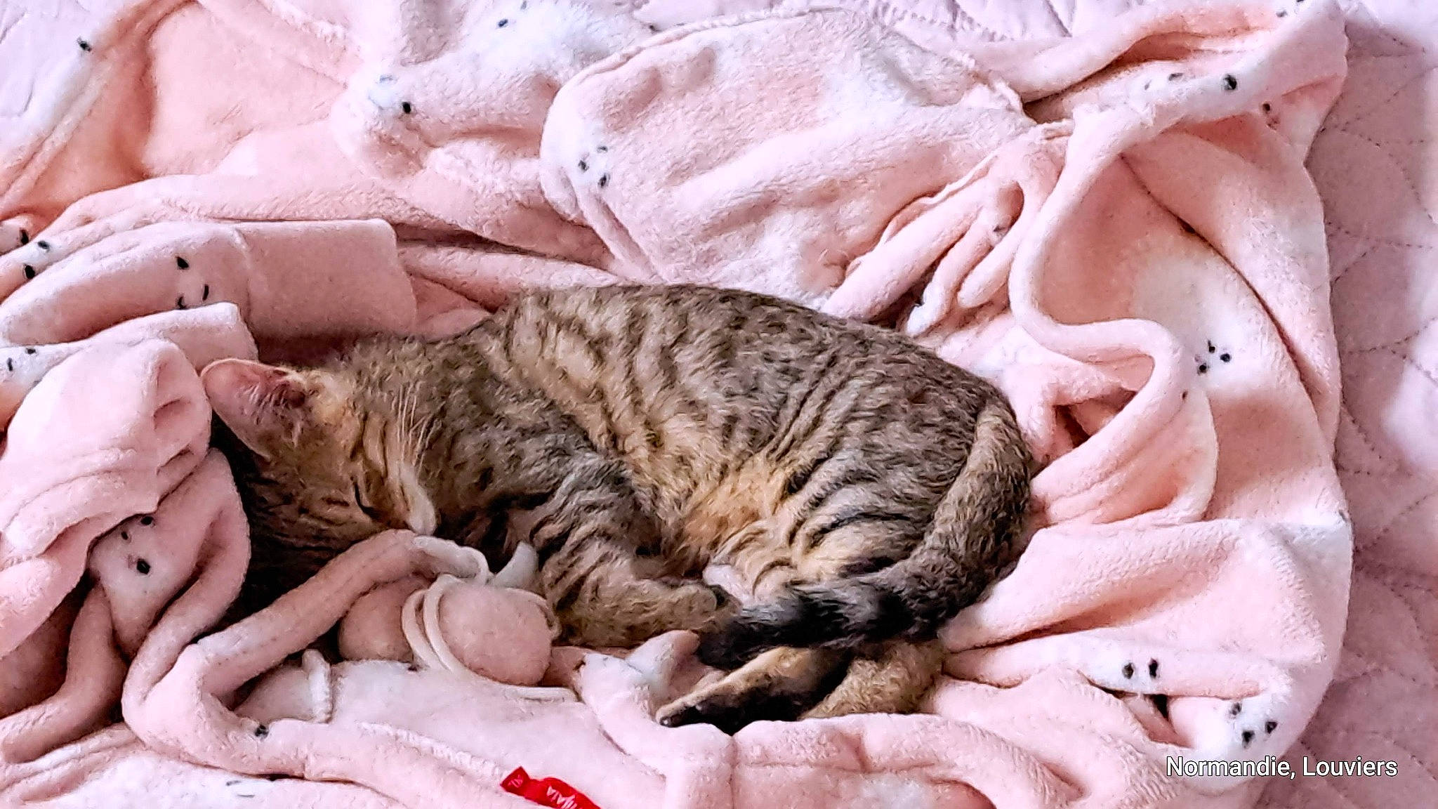 Pikachu participe au concours pour gagner de l'argent avec cette photo : bed, bedding, carnivore, cat, cat_bed, claw, comfort, domestic_short_haired_cat, fawn, felidae, fur, linens, nap, pattern, paw, sleep, small_to_medium_sized_cats, tail, textile, whiskers