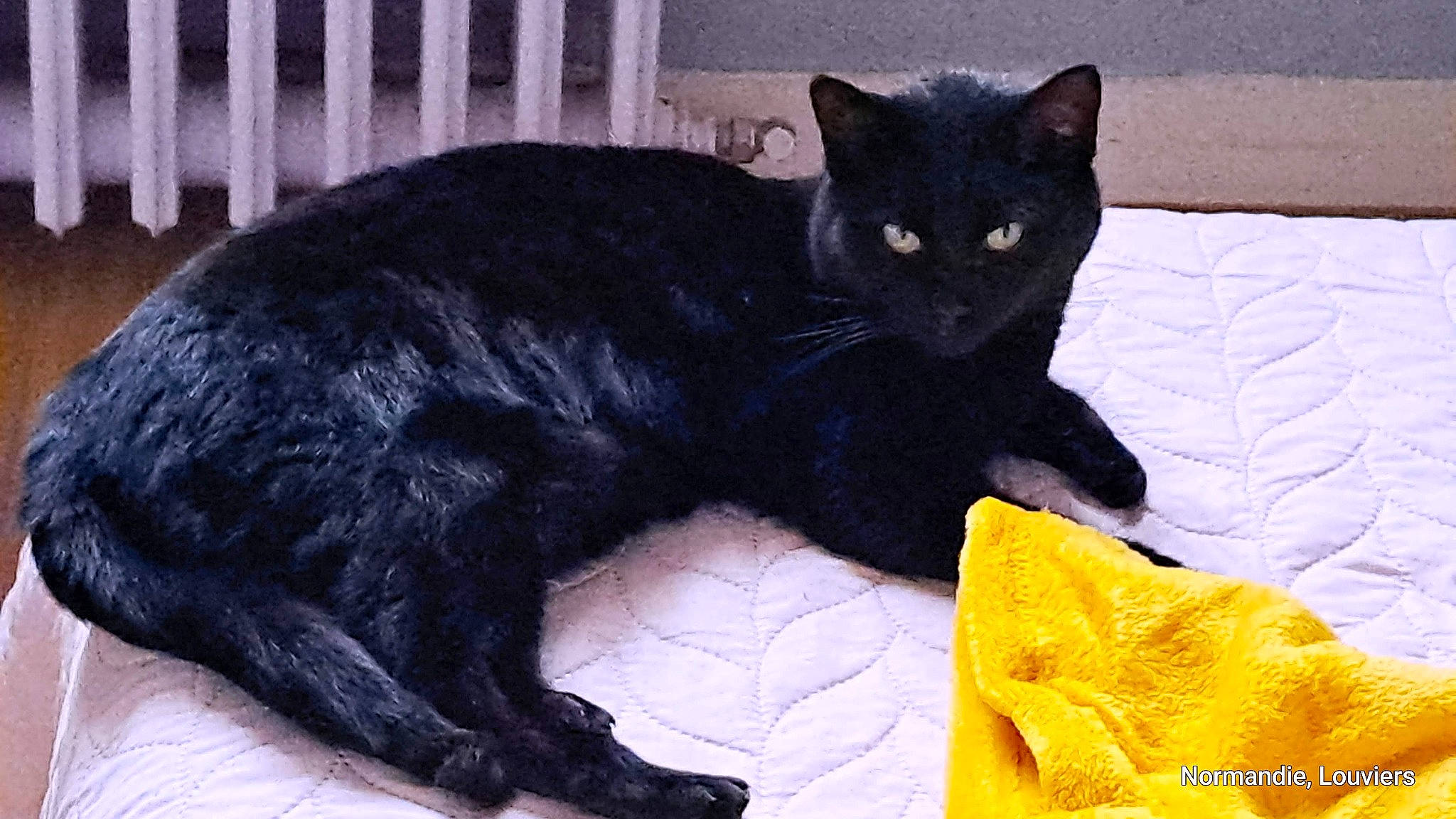 Pikachu a rejoint le concours — aidez-le/la à gagner de superbes lots ! bed, black_cat, bombay, carnivore, cat, cat_supply, claw, comfort, domestic_short_haired_cat, felidae, fur, linens, paw, small_to_medium_sized_cats, snout, tail, terrestrial_animal, whiskers