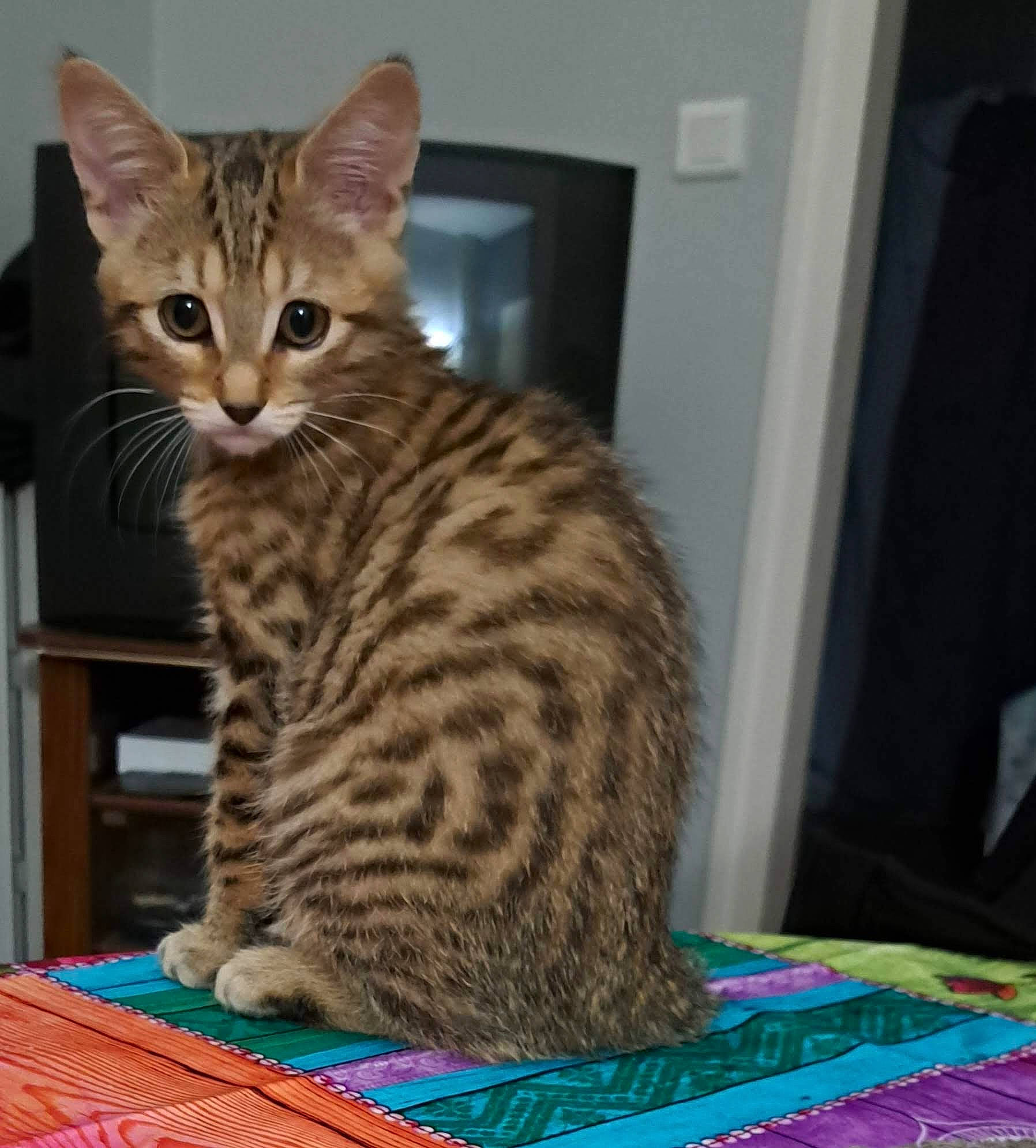 Pikachu participe au concours pour gagner de l'argent avec cette photo : carnivore, cat, cat_supply, comfort, domestic_short_haired_cat, door, felidae, flooring, fur, sitting, small_to_medium_sized_cats, tail, terrestrial_animal, whiskers