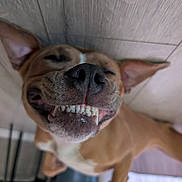 Ulka a rejoint le concours — aidez-le/la à gagner de superbes lots ! dog, smiling, close_up, happy, pet, canine, teeth, ears, floor, indoor, animal, brown, white, lying_down, cute, content, muzzle, snout, tongue, domestic