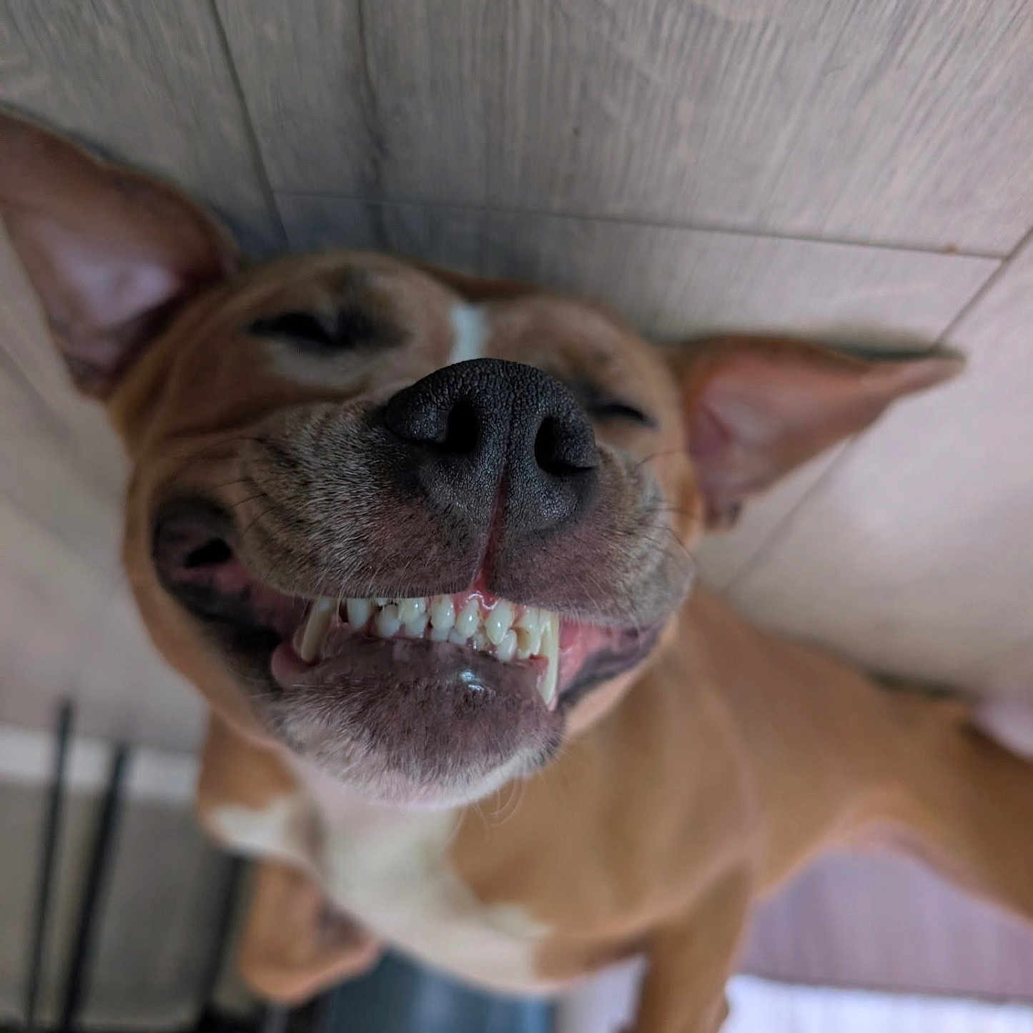 Ulka a rejoint le concours — aidez-le/la à gagner de superbes lots ! dog, smiling, close_up, happy, pet, canine, teeth, ears, floor, indoor, animal, brown, white, lying_down, cute, content, muzzle, snout, tongue, domestic