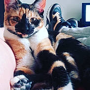 Mia a rejoint le concours — aidez-le/la à gagner de superbes lots ! animal, architecture, building, cat, chair, clothing, computerhardware, couch, electronics, footwear, furniture, hardware, indoors, kitten, monitor, person, pet, screen, shoe, sneaker