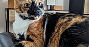 Mia participe au concours pour gagner de l'argent avec cette photo : animal, architecture, building, canine, cat, chair, computerhardware, couch, dog, electronics, furniture, hardware, indoors, kitten, livingroom, manx, monitor, pet, room, screen
