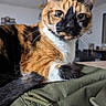 Mia participe au concours pour gagner de l'argent avec cette photo : abyssinian, accessories, animal, armchair, backpack, bag, cat, chair, couch, furniture, handbag, hardwood, harness, kitten, manx, pet, purse, siamese, strap, wood