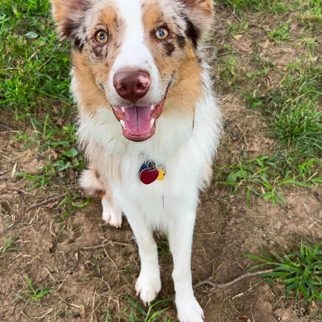 Wrangler joined the competition — help win amazing prizes! accessories, animal, ball, canine, dog, face, football, grass, green, head, person, pet, photography, plant, portrait, puppy, soccer, soccerball, soil, sport