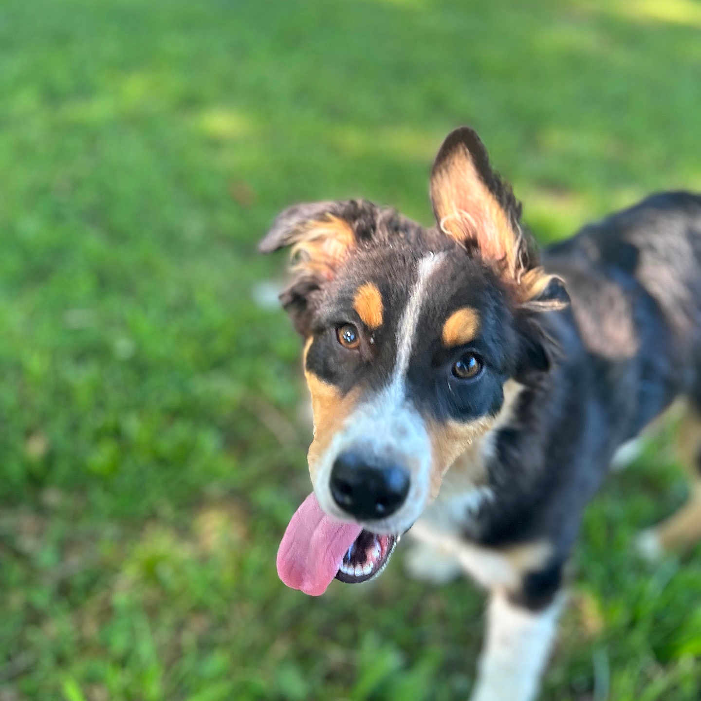 Harley