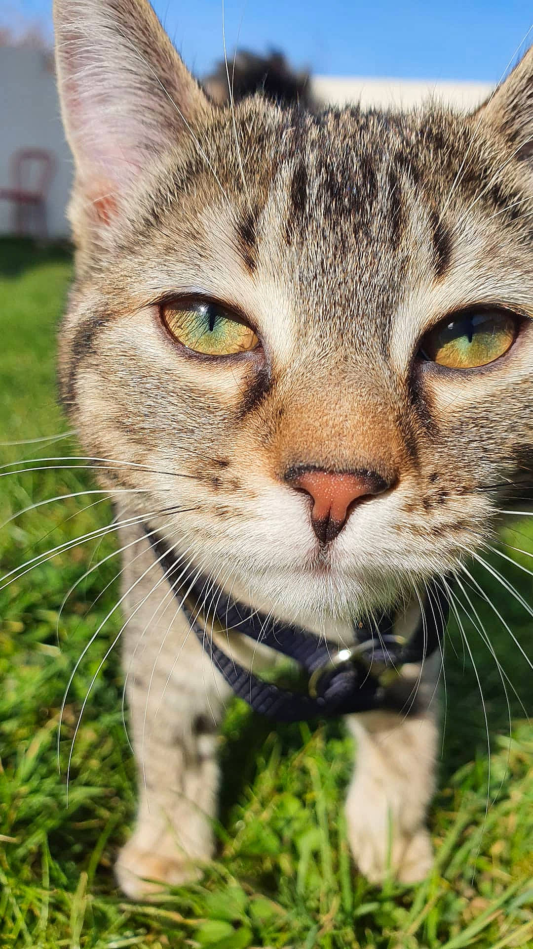 Shina a rejoint le concours — aidez-le/la à gagner de superbes lots ! carnivore, cat, claw, close_up, domestic_short_haired_cat, eye, felidae, fur, grass, plant, small_to_medium_sized_cats, snout, terrestrial_animal, tree, vertebrate, whiskers, wildlife, window