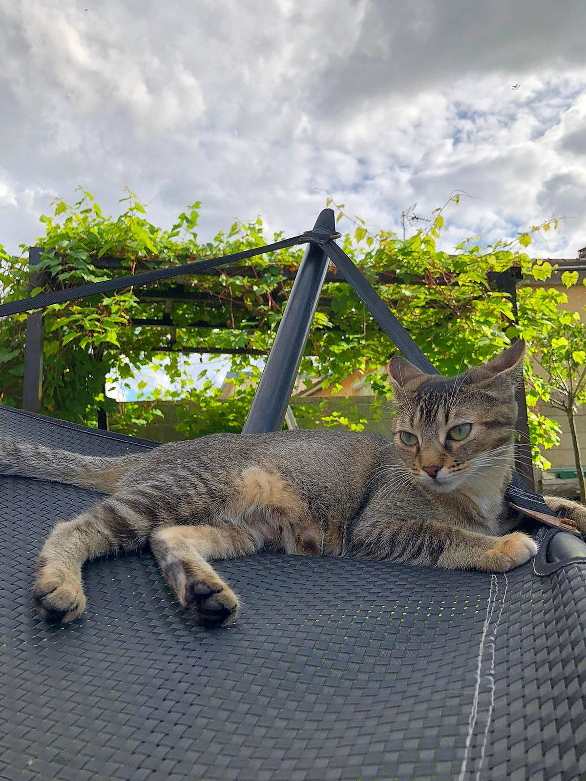 Shina a rejoint le concours — aidez-le/la à gagner de superbes lots ! carnivore, cat, cloud, comfort, cumulus, domestic_short_haired_cat, fawn, felidae, fur, grass, plant, roof, sky, small_to_medium_sized_cats, snout, tail, terrestrial_animal, whiskers, wildlife, wood