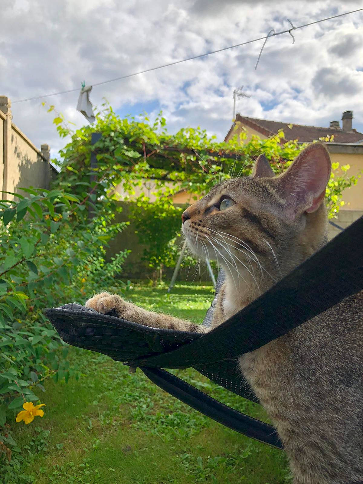 Shina a rejoint le concours — aidez-le/la à gagner de superbes lots ! carnivore, cat, cloud, domestic_short_haired_cat, fawn, felidae, flower, fur, grass, plant, rock, shrub, sky, small_to_medium_sized_cats, snout, tail, terrestrial_animal, whiskers, wildlife, wood