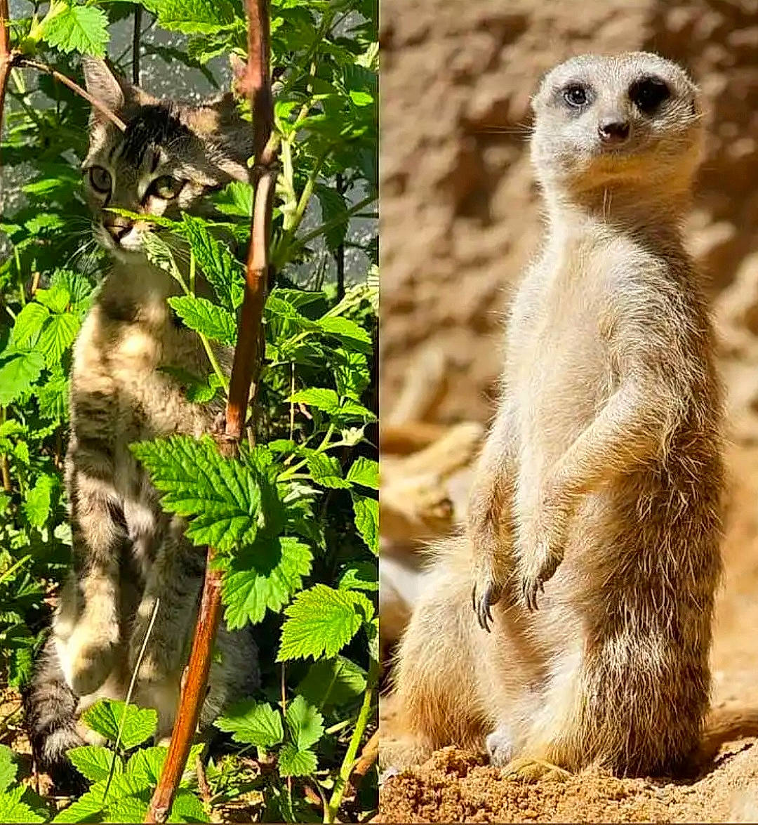 Shina a rejoint le concours — aidez-le/la à gagner de superbes lots ! adaptation, carnivore, event, fawn, forest, fur, groundcover, jungle, landscape, meerkat, mongoose, nature_reserve, organism, photo_caption, plant, snout, terrestrial_animal, terrestrial_plant, whiskers, wildlife