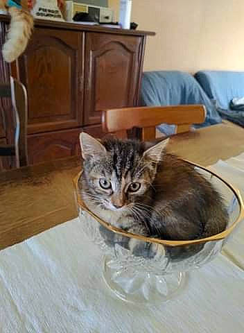 Crevette a rejoint le concours — aidez-le/la à gagner de superbes lots ! cabinetry, carnivore, cat, chair, comfort, couch, domestic_short_haired_cat, drawer, felidae, floor, flooring, fur, furniture, hardwood, room, small_to_medium_sized_cats, table, tail, whiskers, wood