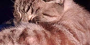 Chester is registered to the contest to win money with this photo: cat, tabby, sleeping, fur, blue_fabric, cozy, pet, animal, indoor, resting, cute, whiskers, ear, paw, feline, closeup, relaxation, domestic, soft, calm