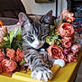 Chester is registered to the contest to win money with this photo: cat, tabby, flower_wreath, artificial_flowers, yellow_storage_bin, indoor, living_room, lamp, framed_photos, furniture, relaxing, pet, paw, close_up, decor, cozy, houseplant, orange_flowers, resting, domestic_cat