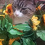 cat, animal, pet, flower, artificial_flower, green_leaf, sunflower, indoor, closeup, feline, whiskers, curious, domestic_cat, household, background_objects, orange, white, brown, soft_focus, still_life