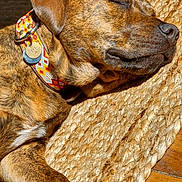 Jed joined the competition — help win amazing prizes! animal, brindle, canine, closeup, collar, cozy, dog, domestic_animal, fur, indoor, napping, paw, peaceful, pet, relaxed, resting, sleeping, sunlight, wooden_floor, woven_rug