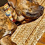 animal, brindle, canine, closeup, collar, cozy, dog, domestic_animal, fur, indoor, napping, paw, peaceful, pet, relaxed, resting, sleeping, sunlight, wooden_floor, woven_rug