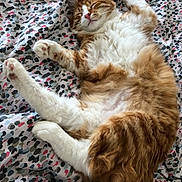 Neïko a rejoint le concours — aidez-le/la à gagner de superbes lots ! cat, cozy, cute, domestic_animal, feline, fluffy, fur, happy, indoor, orange, patterned_blanket, paws, pet, relaxed, resting, sleep, sleeping, smiling, whiskers, white