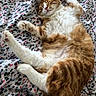 cat, cozy, cute, domestic_animal, feline, fluffy, fur, happy, indoor, orange, patterned_blanket, paws, pet, relaxed, resting, sleep, sleeping, smiling, whiskers, white