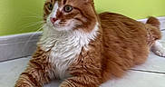 Neïko a rejoint le concours — aidez-le/la à gagner de superbes lots ! cat, orange_cat, white_fur, fluffy, pet, animal, indoor, tile_floor, green_wall, relaxed, laying_down, whiskers, ears, paws, feline, cute, domestic_cat, side_view, long_fur, alert