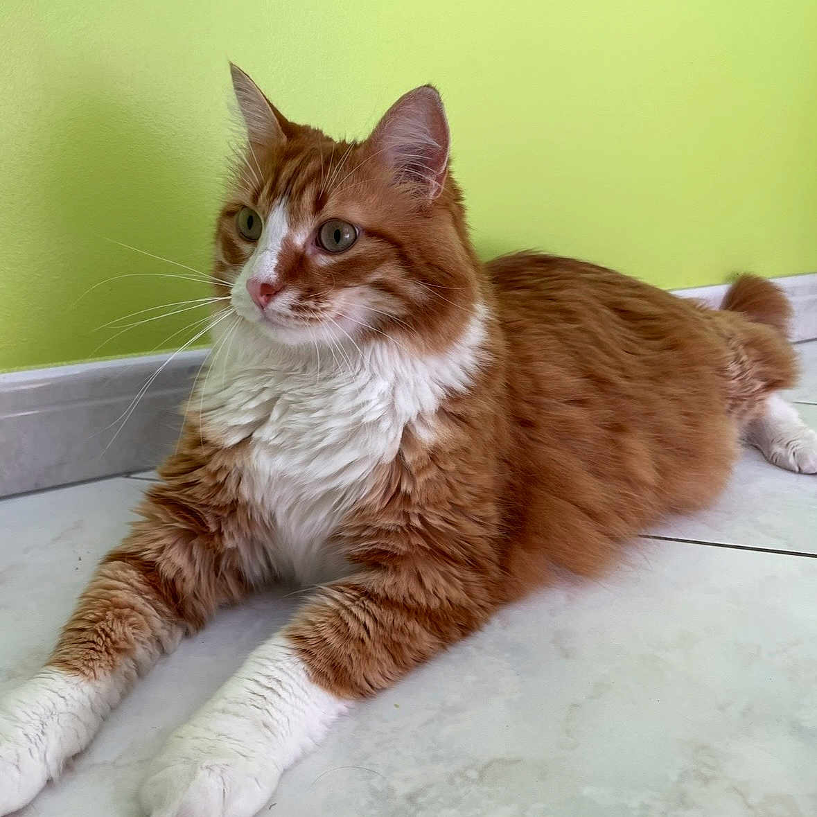 Neïko a rejoint le concours — aidez-le/la à gagner de superbes lots ! alert, animal, cat, cute, domestic_cat, ears, feline, fluffy, green_wall, indoor, laying_down, long_fur, orange_cat, paws, pet, relaxed, side_view, tile_floor, whiskers, white_fur
