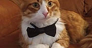 Neïko a rejoint le concours — aidez-le/la à gagner de superbes lots ! alert_eyes, animal, bow_tie, cat, close_up, comfortable, cute, domestic_cat, feline, fur, indoor, leather_couch, mammal, orange_cat, pet, portrait, relaxed, sitting, whiskers, white_paws