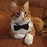 alert_eyes, animal, bow_tie, cat, close_up, comfortable, cute, domestic_cat, feline, fur, indoor, leather_couch, mammal, orange_cat, pet, portrait, relaxed, sitting, whiskers, white_paws