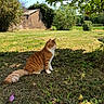 Neïko participe au concours pour gagner de l'argent avec cette photo : animal, blue_sky, bush, cat, countryside, daytime, fluffy_tail, garden, grass, leaves, nature, orange_tabby, outdoor, peaceful, pet, shadow, shed, sitting, sunlight, tree