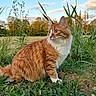 Neïko a rejoint le concours — aidez-le/la à gagner de superbes lots ! animal, cat, clouds, daytime, ears, field, fluffy, fur, grass, greenery, nature, orange_cat, outdoor, pet, plants, sky, sunlight, whiskers, white_fur, wildflowers