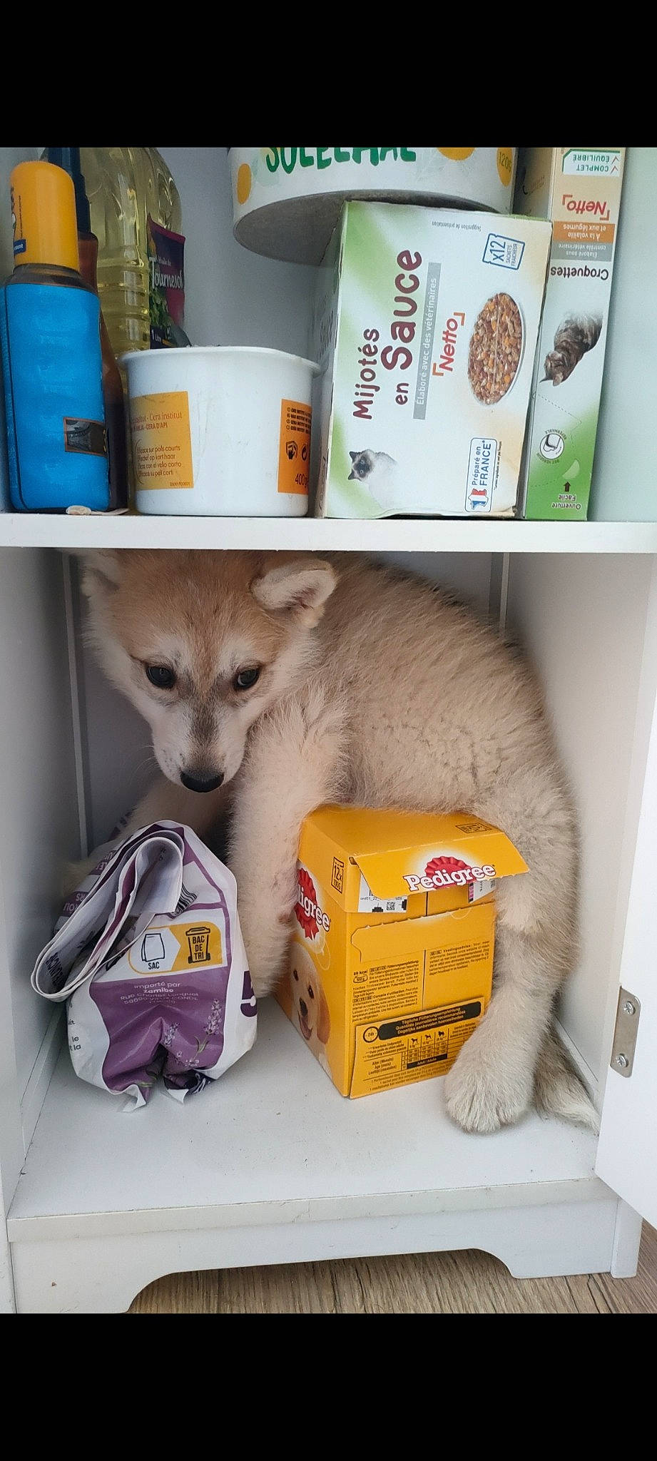 Lior a rejoint le concours — aidez-le/la à gagner de superbes lots ! animal_feed, box, carnivore, carton, cat_supply, companion_dog, dog_breed, dog_supply, fawn, felidae, fur, packaging_and_labeling, packing_materials, paw, pet_supply, shelf, shelving, small_to_medium_sized_cats, tail, whiskers