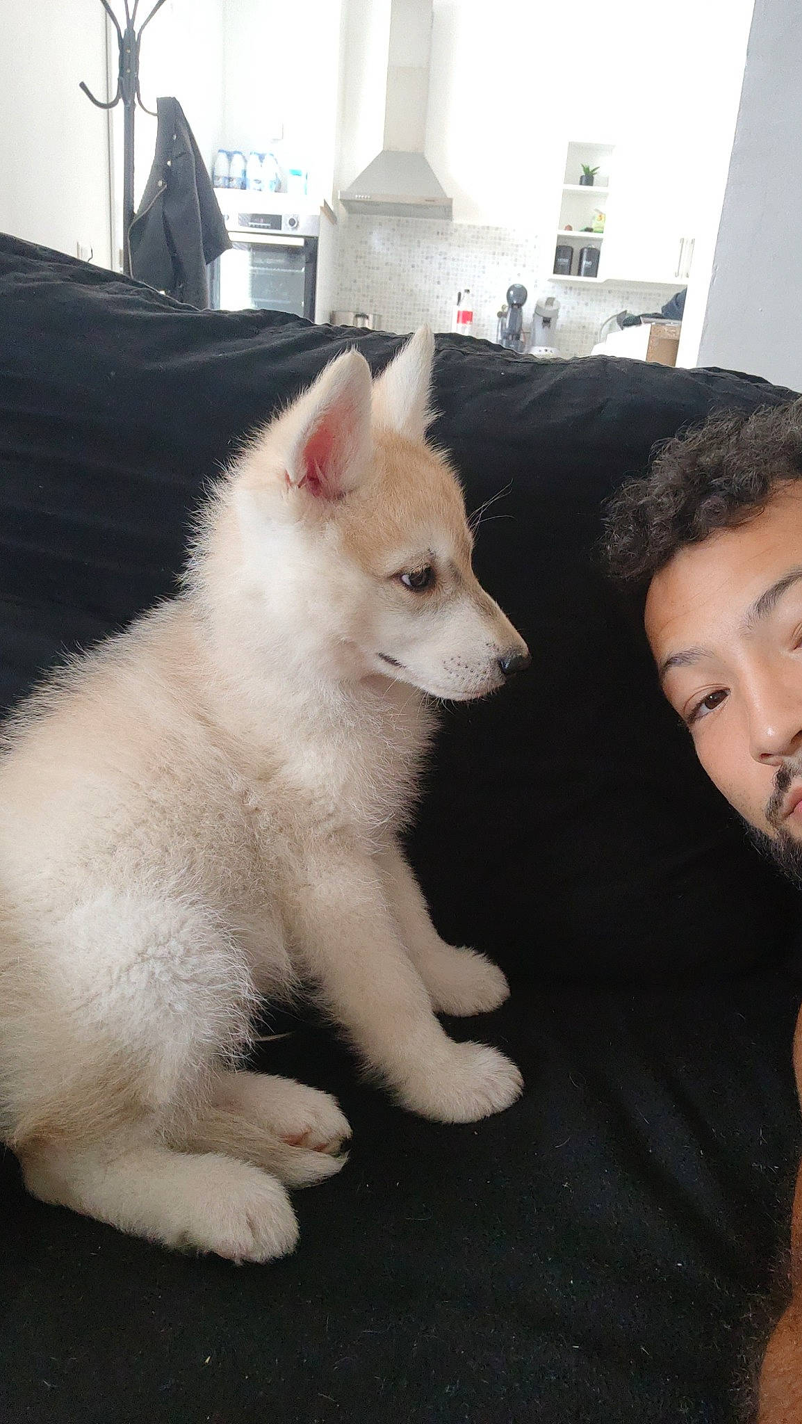 Lior participe au concours pour gagner de l'argent avec cette photo : canidae, carnivore, companion_dog, dog, dog_breed, ear, eye, eyelash, fawn, felidae, flooring, fur, lamp, non_sporting_group, snout, tail, terrestrial_animal, whiskers, working_animal