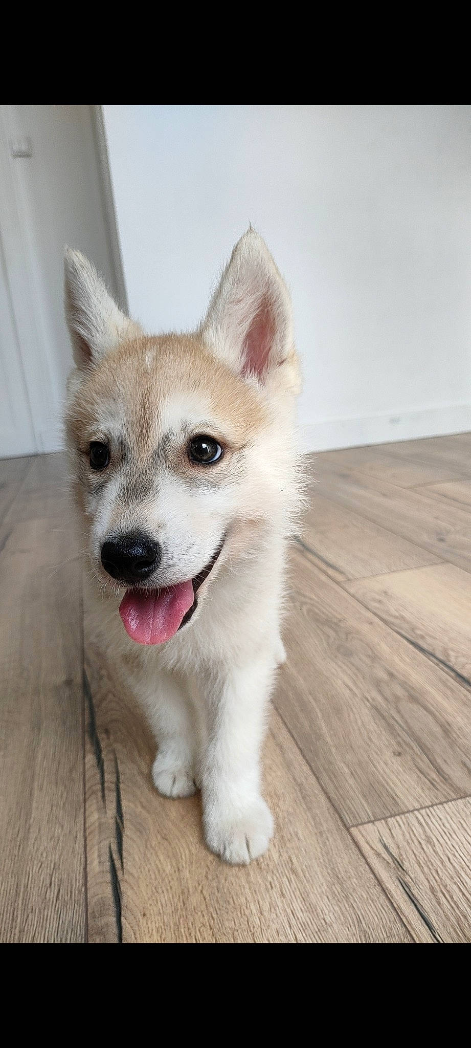 Lior participe au concours pour gagner de l'argent avec cette photo : carnivore, collar, companion_dog, dog, dog_breed, dog_collar, dog_supply, fang, flooring, fur, hardwood, plank, snout, tail, terrestrial_animal, varnish, whiskers, wood, wood_stain, working_animal