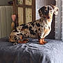 Targa participe au concours pour gagner de l'argent avec cette photo : dog, dachshund, merle_coat, pet, animal, indoor, blanket, window, curtain, wooden_cabinet, floral, brown, black, white, orange, sitting, portrait, cozy, home, natural_light