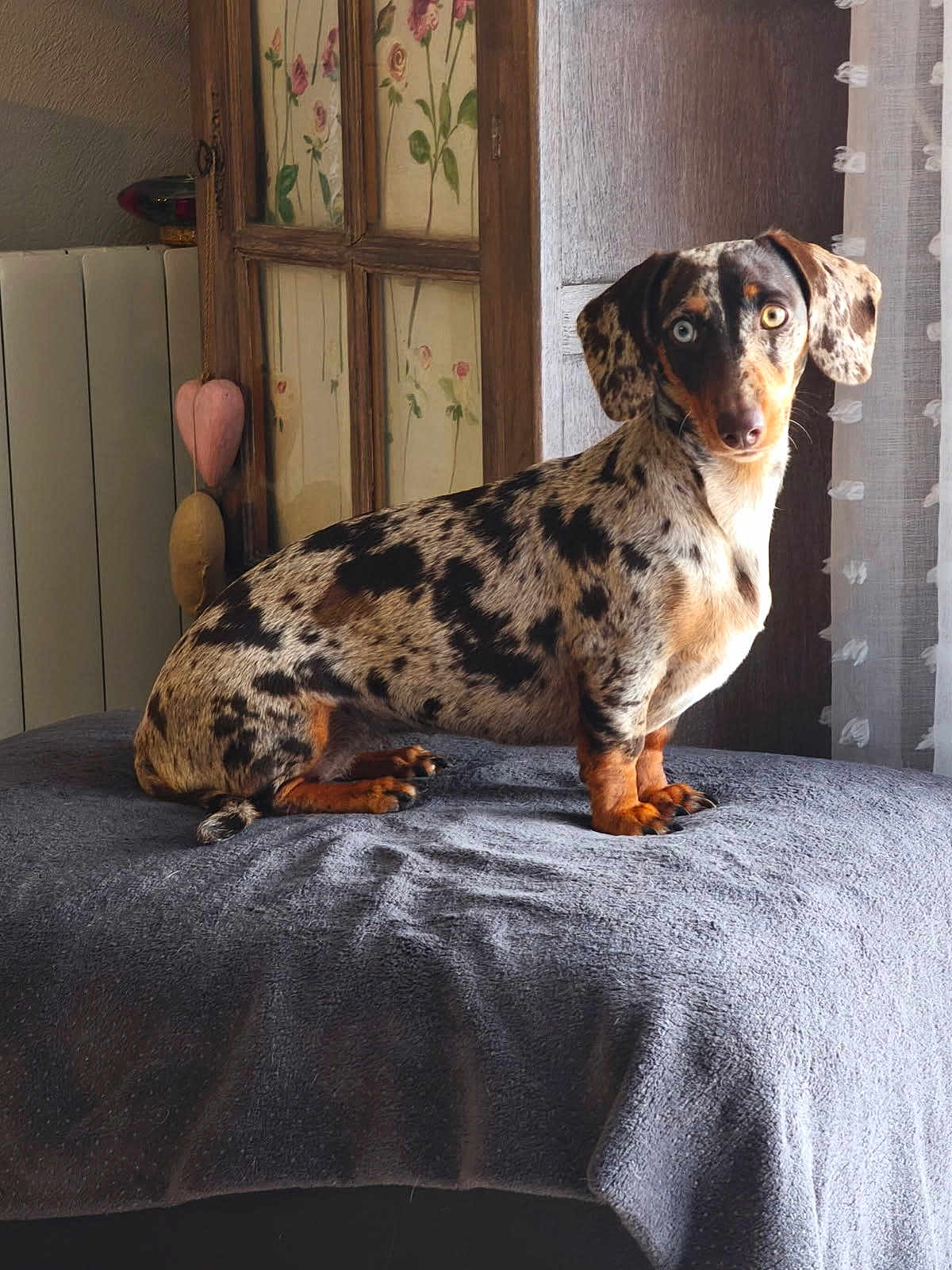 Targa participe au concours pour gagner de l'argent avec cette photo : dog, dachshund, merle_coat, pet, animal, indoor, blanket, window, curtain, wooden_cabinet, floral, brown, black, white, orange, sitting, portrait, cozy, home, natural_light