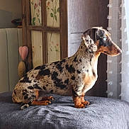 Targa participe au concours pour gagner de l'argent avec cette photo : dog, dachshund, dappled_coat, blue_eye, pet, indoor, blanket, window, curtain, wooden_cabinet, floral_pattern, furniture, side_view, sitting, looking_out_window, cozy, resting, domestic_animal, animal, quiet