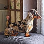 dog, dachshund, dappled_coat, blue_eye, pet, indoor, blanket, window, curtain, wooden_cabinet, floral_pattern, furniture, side_view, sitting, looking_out_window, cozy, resting, domestic_animal, animal, quiet