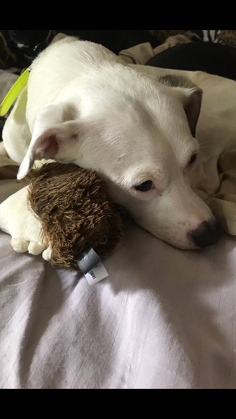 Bianca is registered to the contest to win money with this photo: canidae, carnivore, comfort, companion_dog, dog, dog_breed, fang, fawn, felidae, fur, jaw, linens, paw, small_to_medium_sized_cats, snout, sporting_group, tail, toy_dog, whiskers, working_animal