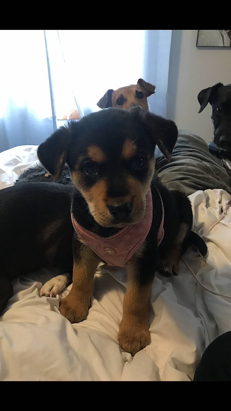 Pickles joined the competition — help win amazing prizes! carnivore, collar, comfort, companion_dog, dog, dog_breed, dog_supply, fawn, fur, guard_dog, linens, paw, pinscher, rottweiler, snout, sporting_group, toy_dog, whiskers, working_animal, working_dog