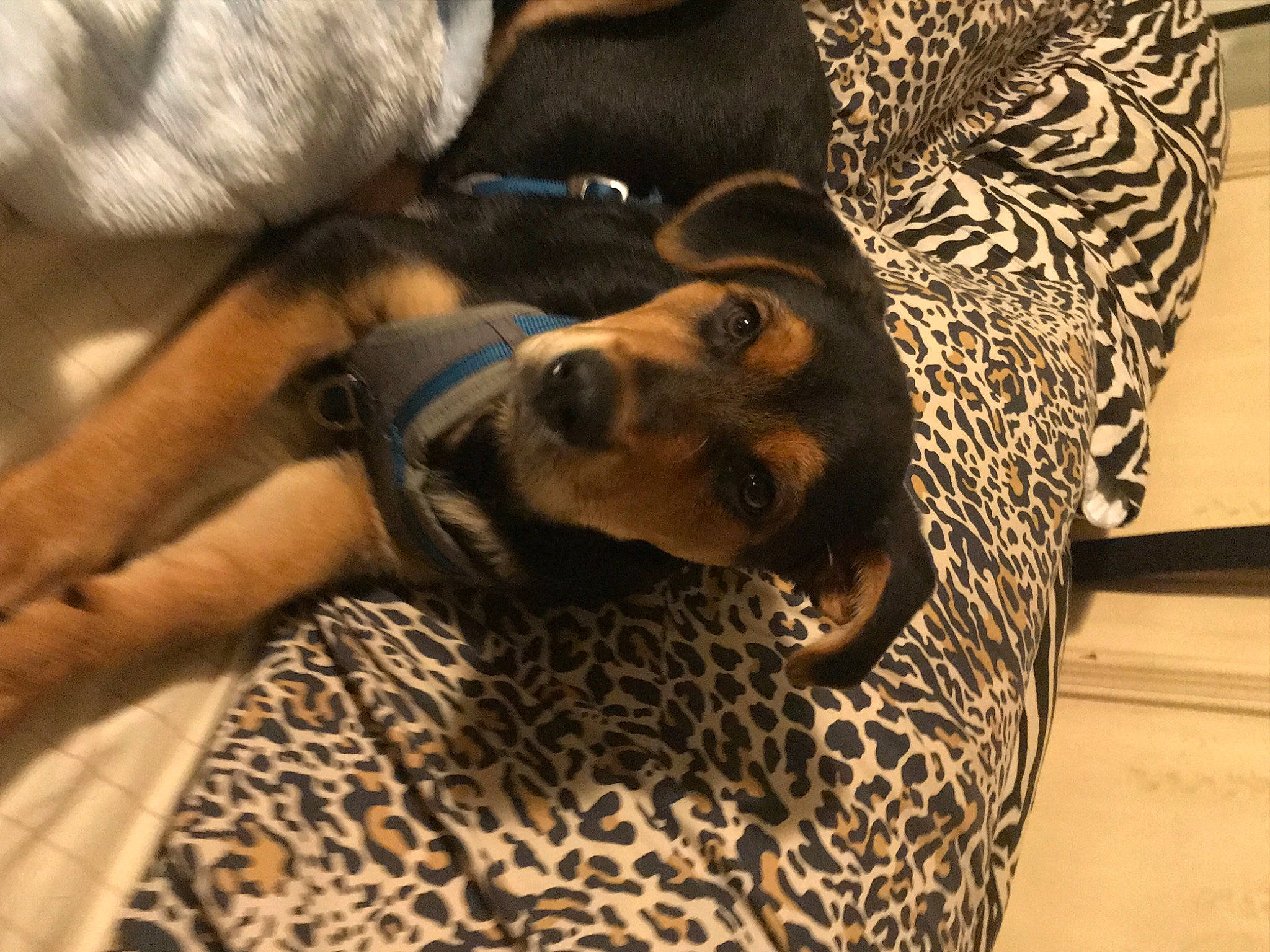 Pickles joined the competition — help win amazing prizes! canidae, carnivore, comfort, companion_dog, couch, dog, dog_breed, fawn, flooring, fur, human_leg, linens, nap, pattern, snout, sporting_group, terrestrial_animal, whiskers, wood, working_animal