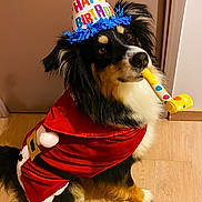 Uguette a rejoint le concours — aidez-le/la à gagner de superbes lots ! dog, birthday_hat, party_blower, costume, red_cloth, indoor, wooden_floor, door, wall, fur, face, eyes, nose, sitting, looking_up, festive, celebration, pet, cute, paws