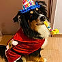 dog, birthday_hat, party_blower, costume, red_cloth, indoor, wooden_floor, door, wall, fur, face, eyes, nose, sitting, looking_up, festive, celebration, pet, cute, paws