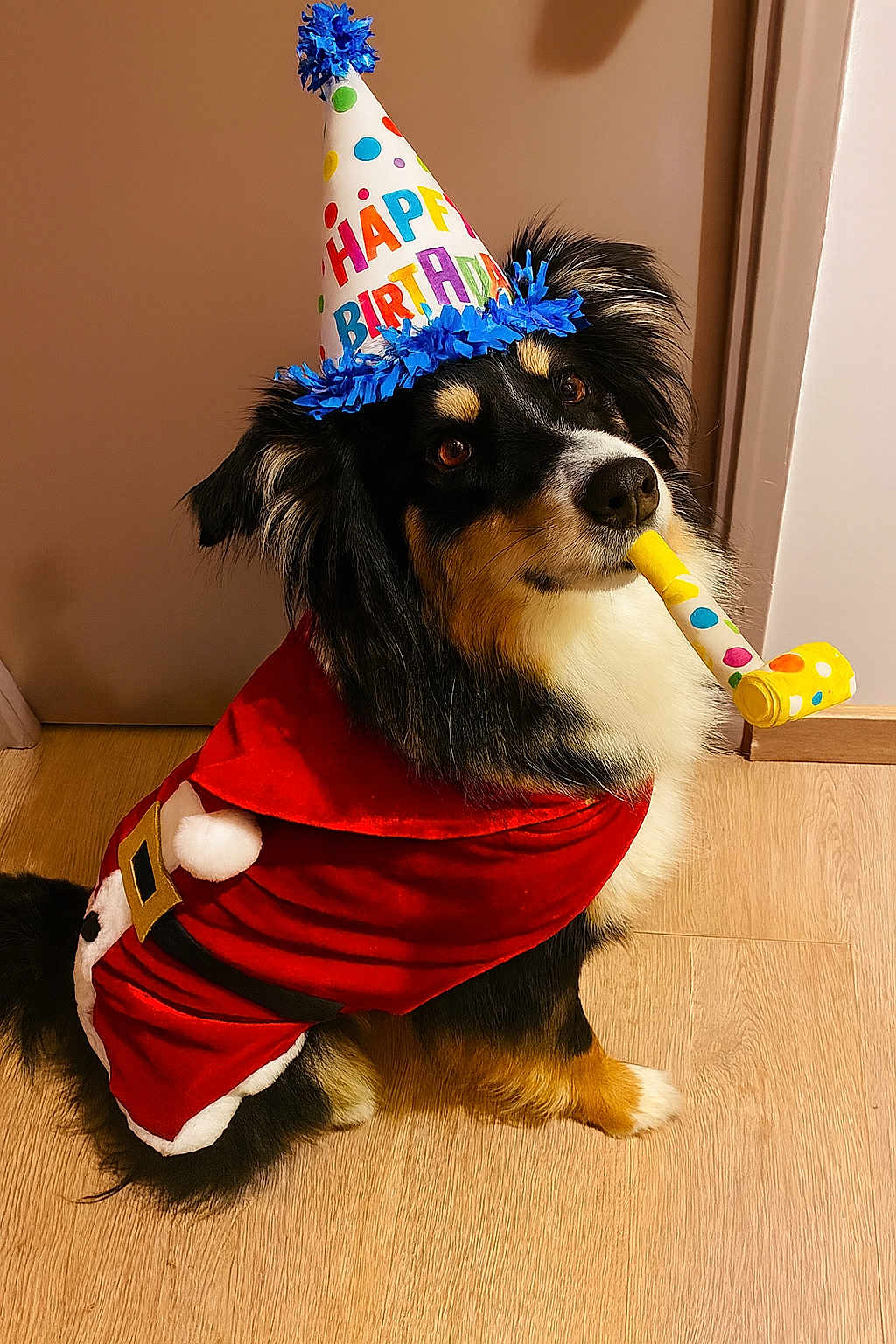 Uguette a rejoint le concours — aidez-le/la à gagner de superbes lots ! dog, birthday_hat, party_blower, costume, red_cloth, indoor, wooden_floor, door, wall, fur, face, eyes, nose, sitting, looking_up, festive, celebration, pet, cute, paws