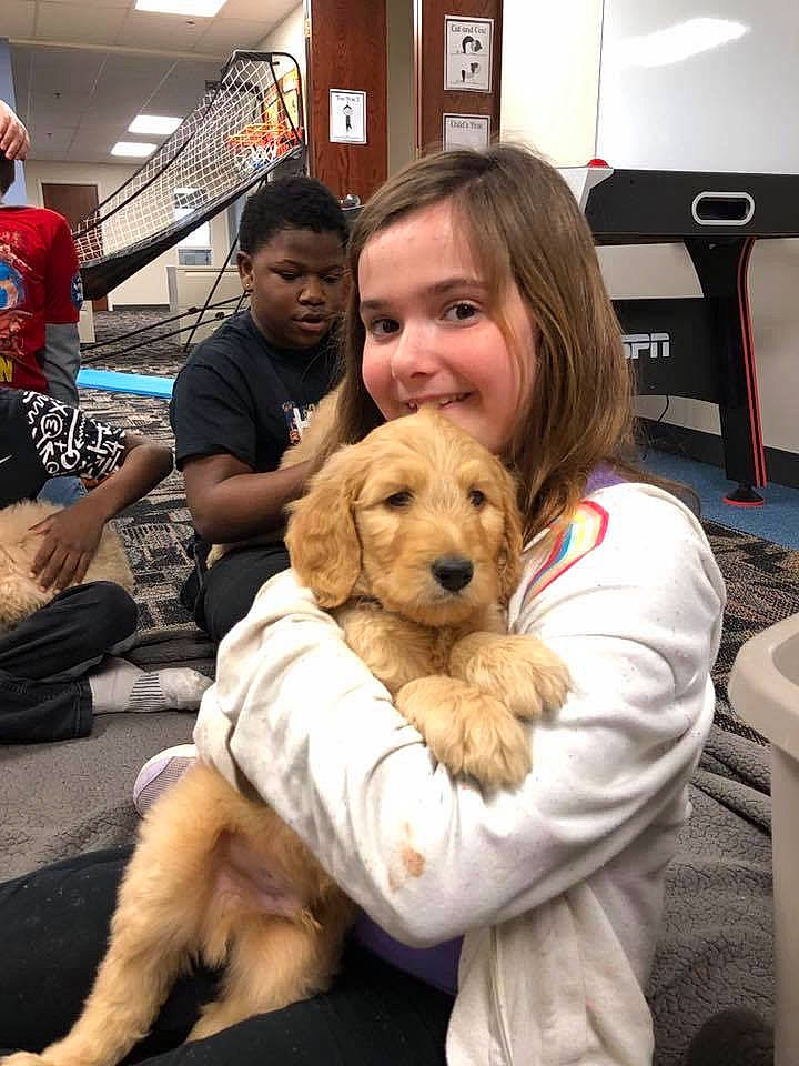 Kayleeann is registered to the contest to win money with this photo: basset_fauve_de_bretagne, canidae, carnivore, cavachon, cavapoo, cockapoo, companion_dog, dog, dog_breed, golden_retriever, goldendoodle, joy, labradoodle, maltepoo, mammal, person, poodle_crossbreed, puppy, puppy_love, retriever