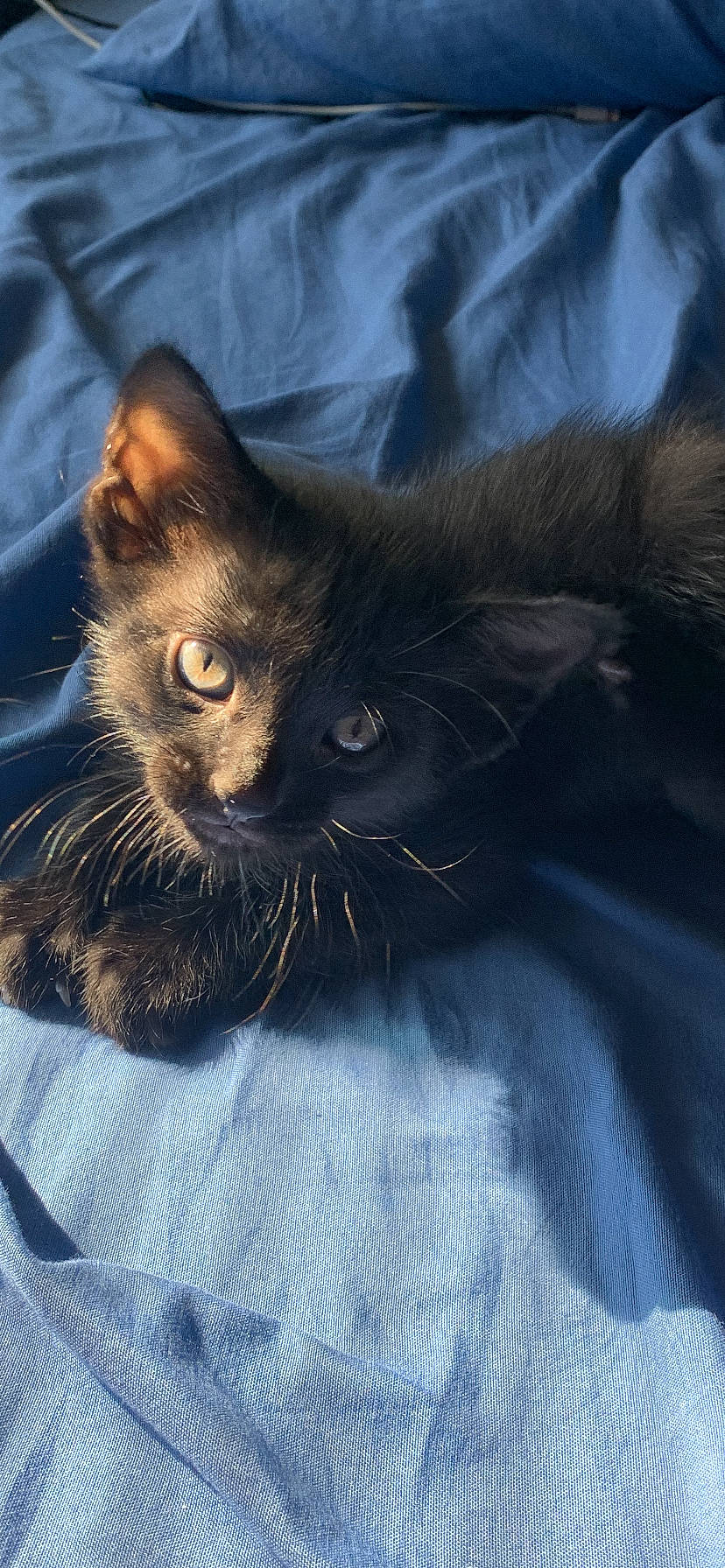 Knight joined the competition — help win amazing prizes! black_cat, carnivore, cat, comfort, domestic_short_haired_cat, ear, electric_blue, eye, felidae, gesture, hair, head, human_body, iris, leg, small_to_medium_sized_cats, snout, tail, textile, whiskers